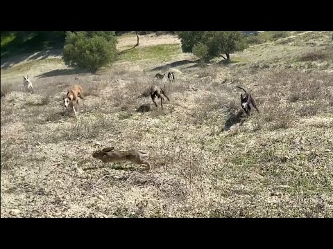 عشاق الصيد بالسلوقي فرجة ممتعة مع شراكة ناس الجود والكرم و لمليح الله يسخر لهم