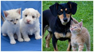 Best of Cute Kittens and Dogs by CatFancast 617 views 2 years ago 3 minutes, 25 seconds