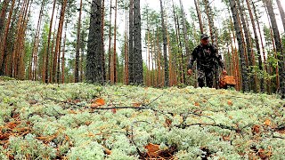 видео: ГРИБНИК ЗАШЕЛ В СОСНЫ И ПОТЕРЯЛ ДАР РЕЧИ! ОДИН В ЛЕСУ ТАКОГО НЕ ОЖИДАЛ! СКАЗОЧНАЯ КАРЕЛИЯ ГРИБЫ 2025 картинка: ГРИБНИК ЗАШЕЛ В СОСНЫ И ПОТЕРЯЛ ДАР РЕЧИ! ОДИН В ЛЕСУ ТАКОГО НЕ ОЖИДАЛ! СКАЗОЧНАЯ КАРЕЛИЯ ГРИБЫ 2025