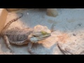 Enjoyable Interaction: Bearded Dragon Eating Grasshoppers with Encouragement and Care