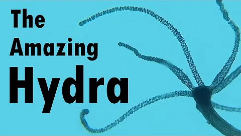 The Amazing Hydra - Tiny, Tentacled, Toxic