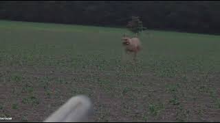 Decoy Doggin 2021 Gunner..17Wsm