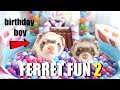 SPOILING My Cute Pet Ferrets (Insane Ferret Fun Part 2)