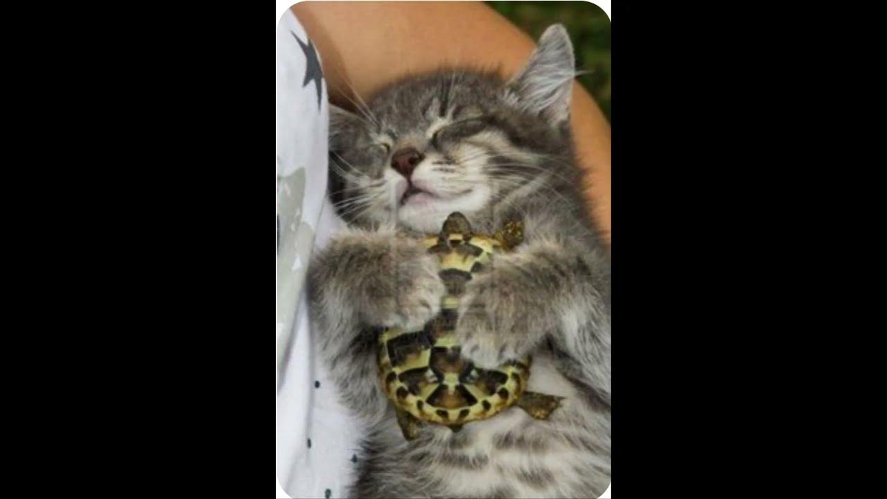самые популярные котики - YouTube