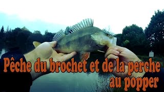 Pêche du Brochet et de la Perche au Popper (Leurre de surface) - GoPro HD
