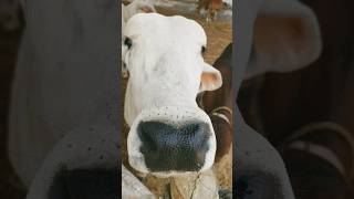 Breading bull imported semen simen, farming♥️ #cow #youtubeshorts #shorts #fy #fyp #qurbani #quotes