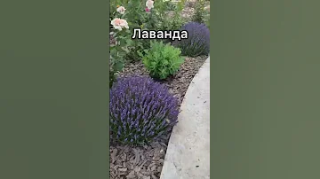 Сажаем лаванду