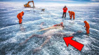Prehistoric Creature Discovered Frozen in Antarctica — It Still Has a Heartbeat!