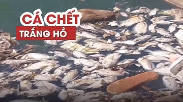 Cá chết trắng nổi lềnh bềnh tại hồ điều tiết sau cơn mưa