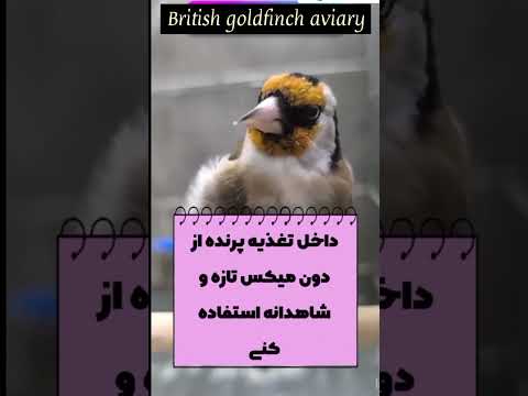 طريقه مست كردن سهره    سهرة