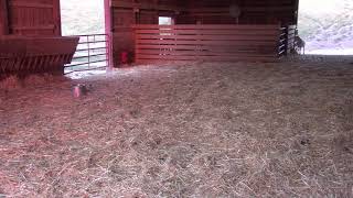 Sheep barn cam 07-21-2018 02:24:34 - 03:24:35