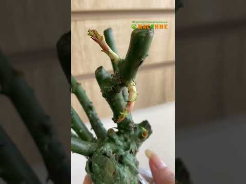 Video: Gnojidba biljke voska - kako i kada hraniti biljku Hoya