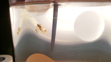 3 Pairs Sea monkeys mating! Ep. 5