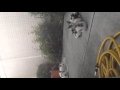 More kittens!