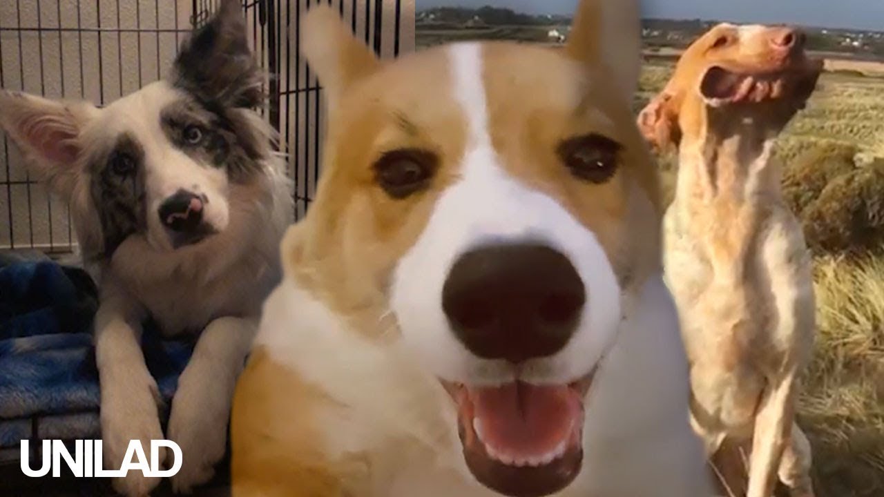 unilad dog video unilad dog video