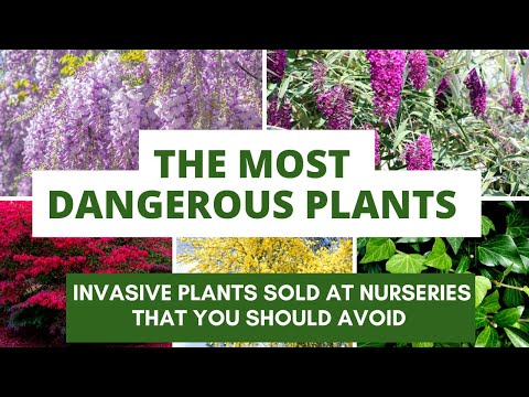 Video: Alternative non-invazive - Evitarea plantelor invazive comune din Zona 8