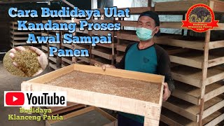 Cara budidaya ulat kandang proses dari awal sampai panen
