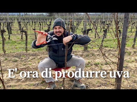 Video: Potatura delle viti della passione - Quando e come potare una vite della passiflora