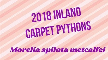 Inland Carpet Pythons