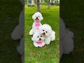 New trending status !! cute dog status 🥀!! WhatsApp status !!#whatsappstatus#cutedog #dogstatus#dog