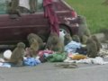 Baboon gang raid visitors luggage nctv7 reuters