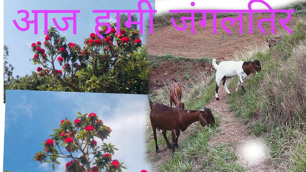 बालपनका यादहरू❣️