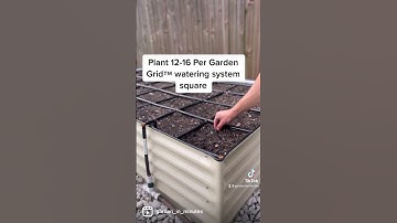 Planting & Growing Carrots In The #GardenGrid 🥕 #gardening #raisedbedgardening