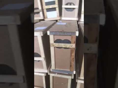 За добу після інциденту бджоли почали оживати (відео)