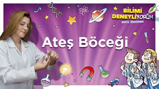 Ateş Böceği Deneyi