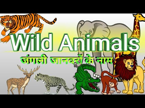 Wild animals for kinds| | Wild animals name and sound || Wild animals ||  Wild animals sounds || wild - YouTube