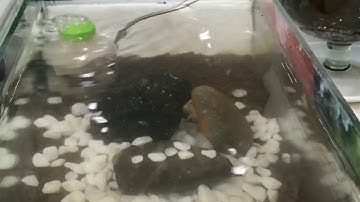 LỌC VI SINH TỰ CHẾ, LỌC HỒ NƯỚC TRONG VẮT , SẠCH SAU 2-3h. DIY FOR GUPPY.