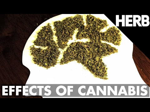 The Effects of THC, CBD, and Terpenes | The Brain on Cannabis