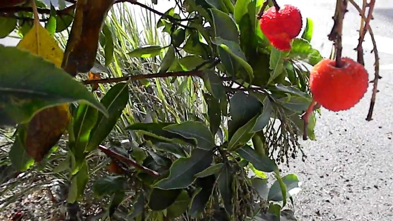 Strawberry tree in Northern California YouTube