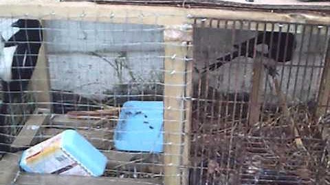 Larsen Trap Video Diary