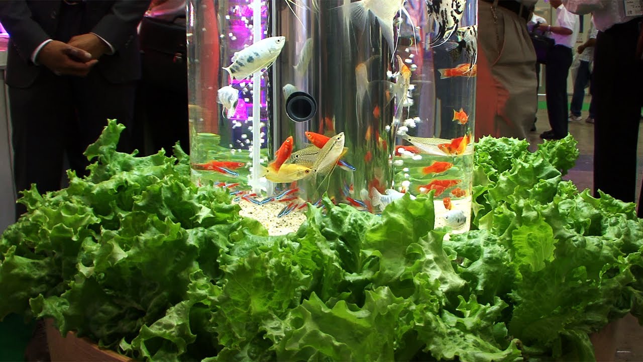 Aquaponic therapeutic indoor display #DigInfo - YouTube