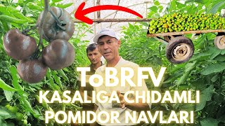 картинка: ТоБРФВ Касаллига Чидамли Помидор Навлари | ToBRFV Kasalliga Chidamli Pomidor Navlari
