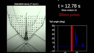 A microfluidic device to study neuronal and motor responses to acute chemical stimuli in zebrafish