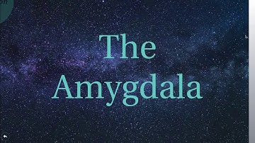 My Favorite Part of the Brain... The Amygdala