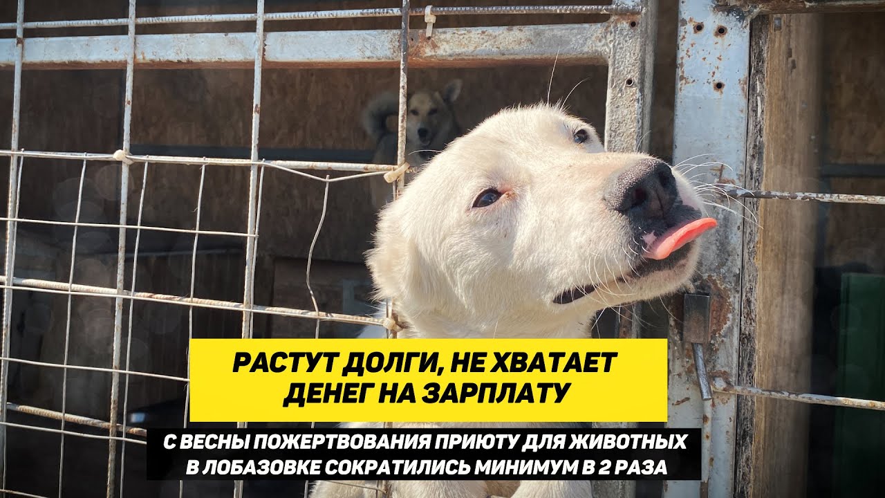 приют для собак в курске. лобазовка курская область приют для животных. приют для собак в курске. лобазовка курская область приют для животных. добрый город курск приют для собак.