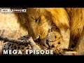Ultimate Predators: First Blood in the Fight for Territory | Nature Animal Documentary