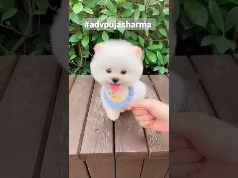 O Mere Buggu Oye WhatsApp Status #shorts #reels #funny #cute #dog 💕 Cute Pomeranian Puppies