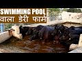 Laxmi Dairy Farm - The Best Buffalo farm in India