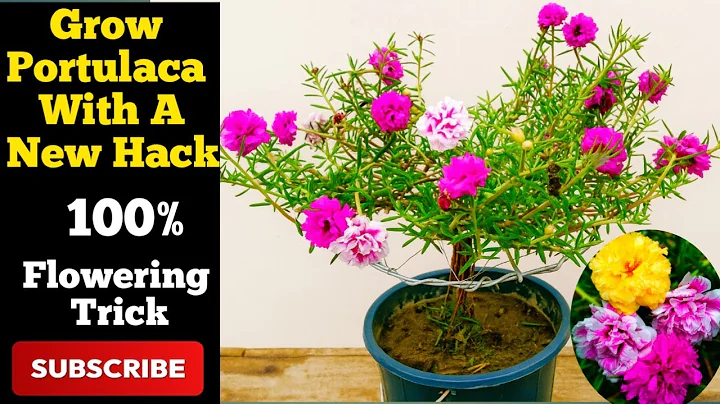 "How to Grow Portulaca Plant Easily | New Unique Idea You Must Try!"