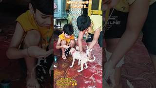 First video.. घर पर आया शेरु 🐶