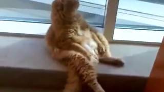 Кот сидит у окна