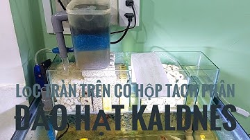 Chia sẻ bộ lọc tràn trên đơn giản nhưng có hộp tách phân kèm đảo hạt kaldnes.