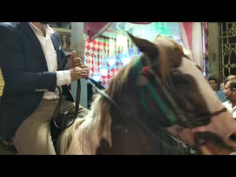 زفة العريس ودخوله الفرح بالحصان