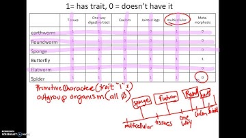 3-25 AP18 How to make a Cladogram