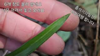 #해남#밭자리#짬산행#서산반#유묘 올라 왔어요