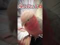 眠そうなオウムをケージに戻そうとしたら大惨事になったww【モモイロインコ】 #shorts